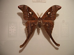 063 Kuranda Butterfly Sanctuary